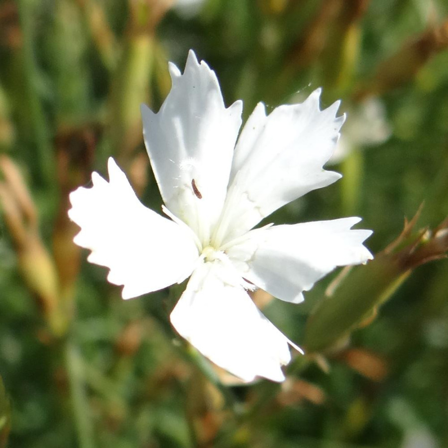 Plantes Vivaces DIANTHUS deltoides 'Albus' - Oeillet à delta en vente - Pépinière Lepage .