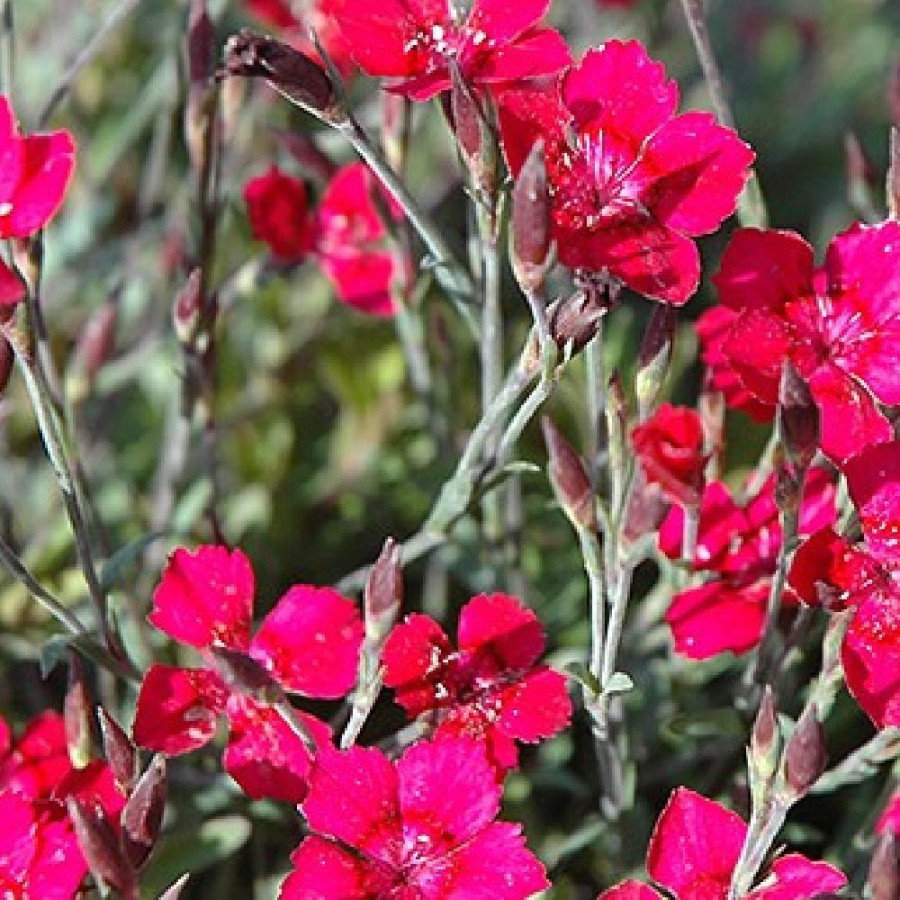 Plantes Vivaces DIANTHUS deltoides 'Brilliant' - Oeillet à delta en vente - Pépinière Lepage .