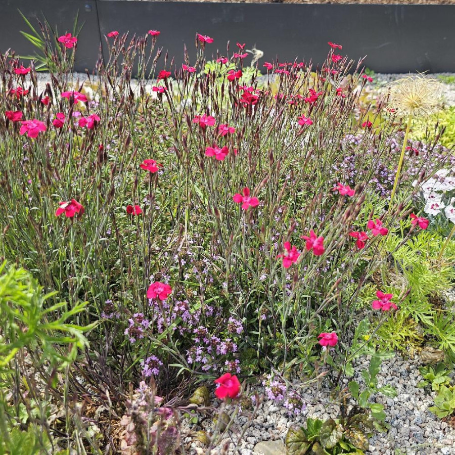 Plantes Vivaces DIANTHUS deltoides 'Brilliant' - Oeillet à delta en vente - Pépinière Lepage .