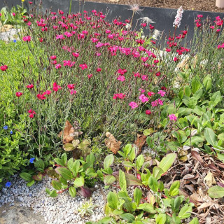 Plantes Vivaces DIANTHUS deltoides 'Brilliant' - Oeillet à delta en vente - Pépinière Lepage .