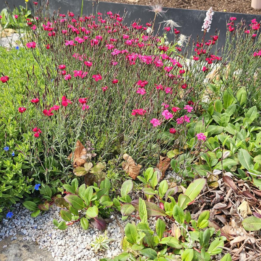 Plantes Vivaces DIANTHUS deltoides 'Brilliant' - Oeillet à delta en vente - Pépinière Lepage .