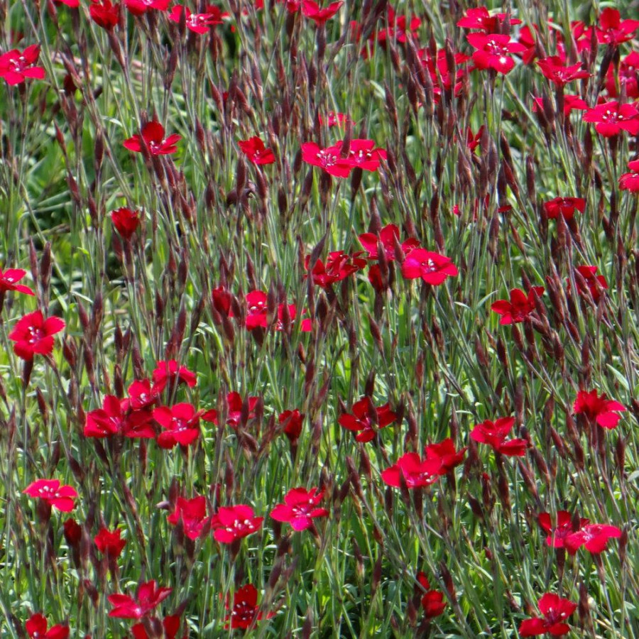 Plantes Vivaces DIANTHUS deltoides 'Flashing Light' ('Leuchtfunk') - Oeillet à delta en vente - Pépinière Lepage .