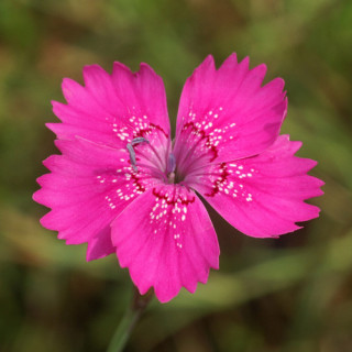 plantes-vivaces-dianthus-deltoides-rosea-oeillet-a-delta-en-vente-pepiniere-lepage-
