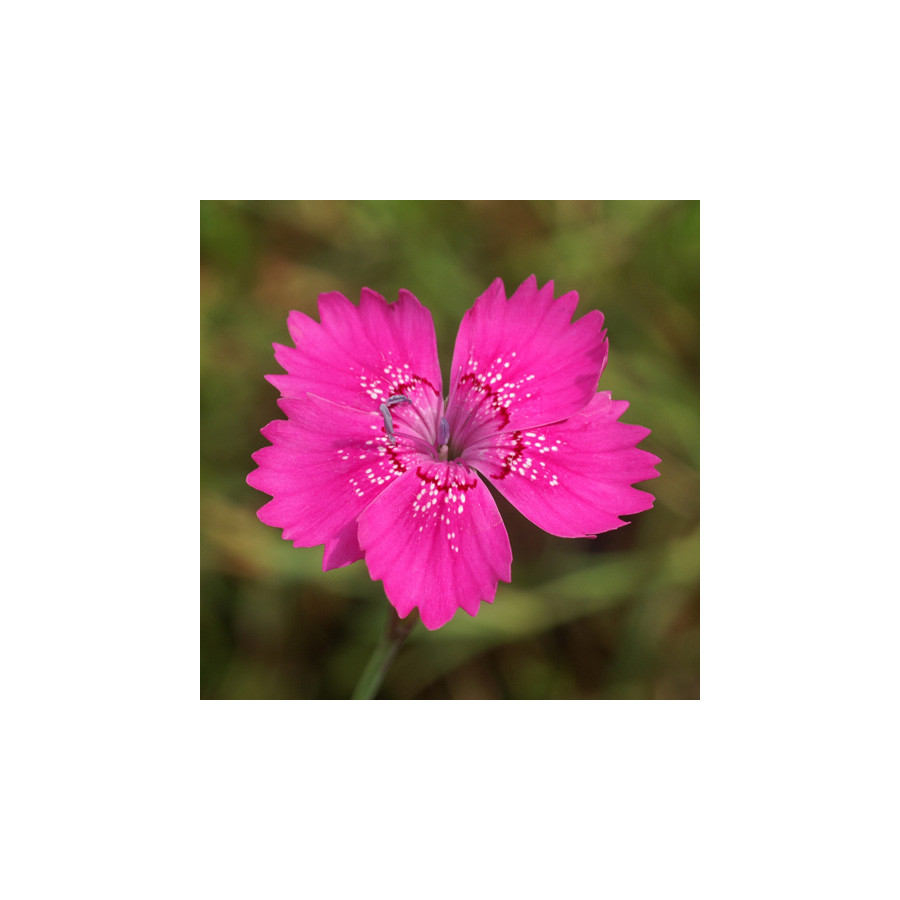 Plantes Vivaces DIANTHUS deltoides 'Rosea' - Oeillet à delta en vente - Pépinière Lepage .