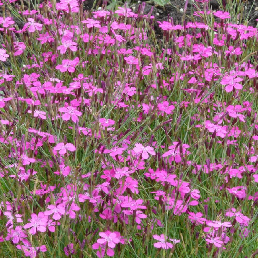 Plantes Vivaces DIANTHUS deltoides 'Rosea' - Oeillet à delta en vente - Pépinière Lepage .