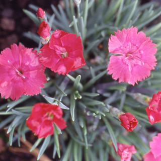 plantes-vivaces-dianthus-gratianopolitanus-badenia-oeillet-de-pentecote-en-vente-pepiniere-lepage-