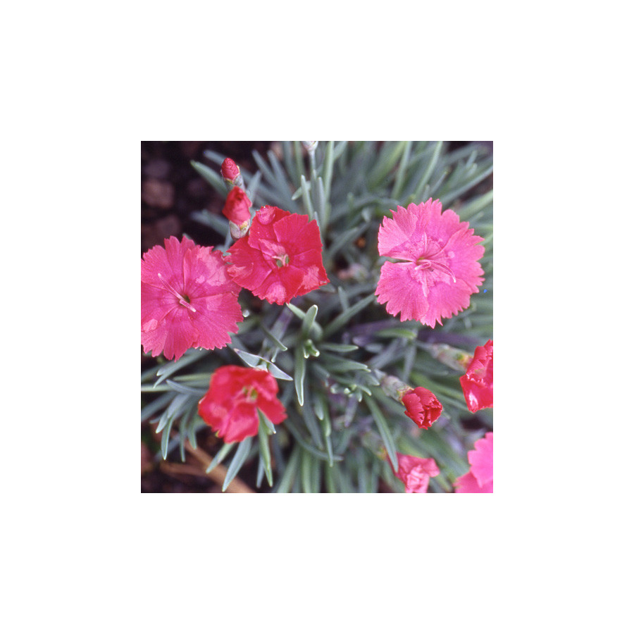 Plantes Vivaces DIANTHUS gratianopolitanus 'Badenia' - Oeillet de pentecôte en vente - Pépinière Lepage .
