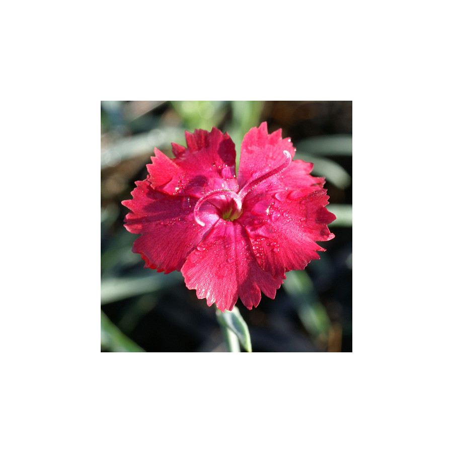 Plantes Vivaces DIANTHUS gratianopolitanus 'Badenia' - Oeillet de pentecôte en vente - Pépinière Lepage .