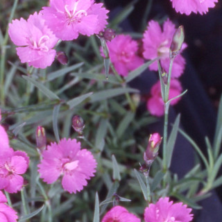 plantes-vivaces-dianthus-gratianopolitanus-eydangeri-oeillet-de-pentecote-en-vente-pepiniere-lepage-