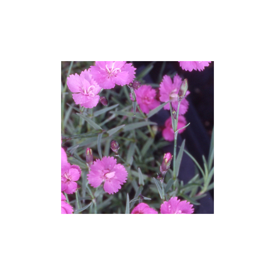 Plantes Vivaces DIANTHUS gratianopolitanus 'Eydangeri' - Oeillet de pentecôte en vente - Pépinière Lepage .
