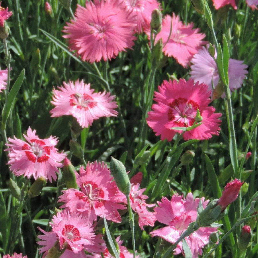 Plantes Vivaces DIANTHUS gratianopolitanus (caesius) - Oeillet de pentecôte en vente - Pépinière Lepage .