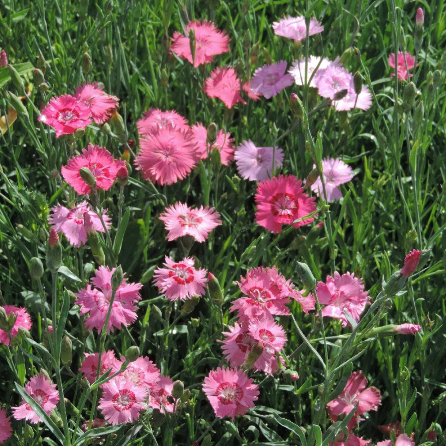 Plantes Vivaces DIANTHUS gratianopolitanus (caesius) - Oeillet de pentecôte en vente - Pépinière Lepage .