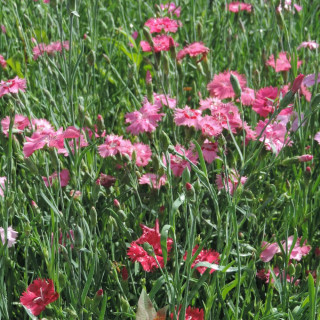 Plantes Vivaces DIANTHUS gratianopolitanus (caesius) - Oeillet de pentecôte en vente - Pépinière Lepage .