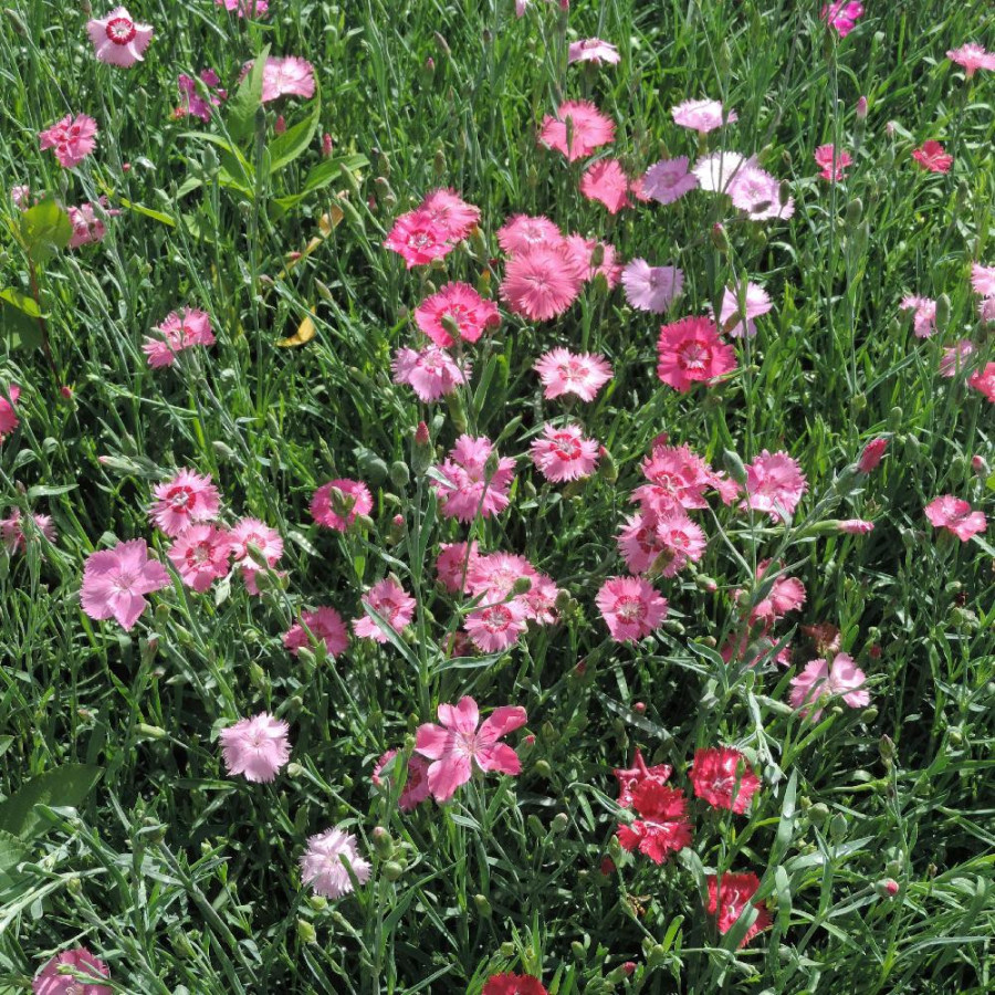 Plantes Vivaces DIANTHUS gratianopolitanus (caesius) - Oeillet de pentecôte en vente - Pépinière Lepage .