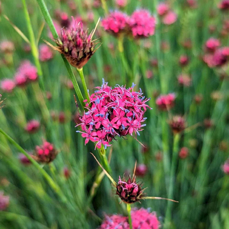 Plantes Vivaces DIANTHUS pinifolius - Oeillet en vente - Pépinière Lepage .