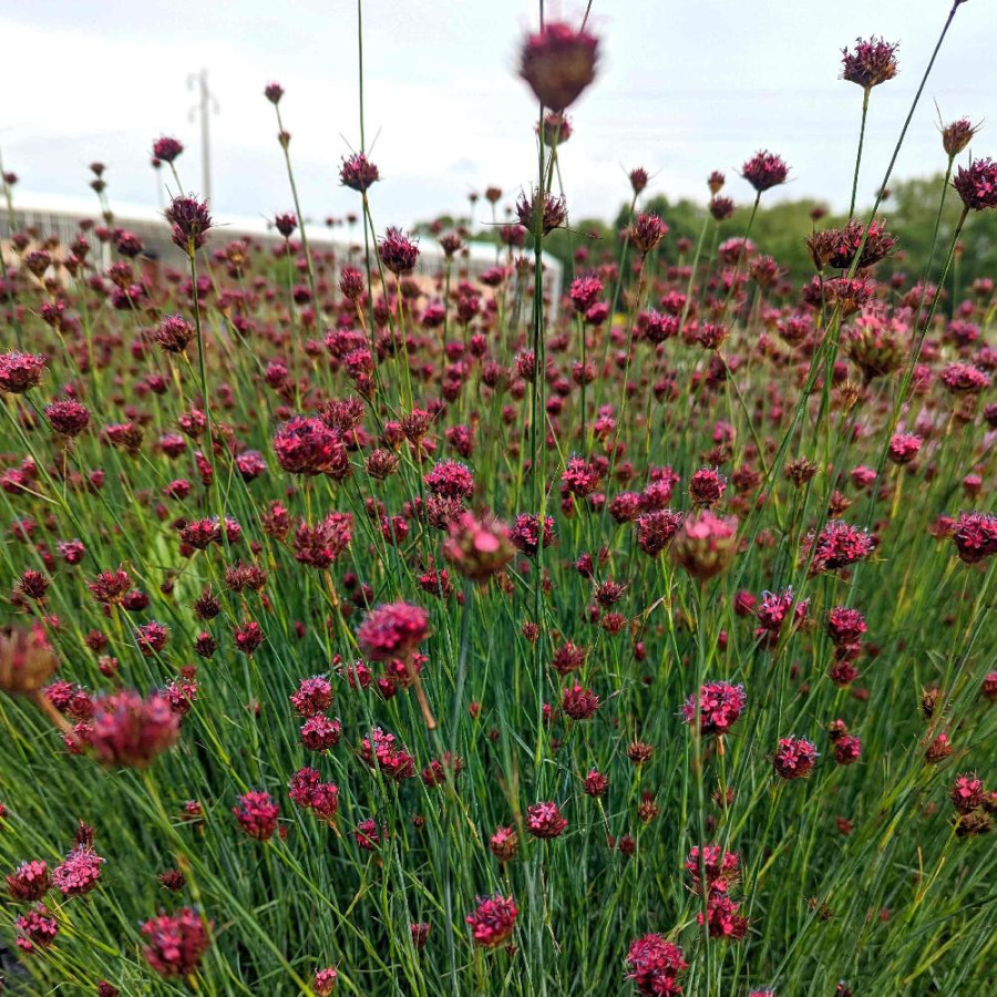 Plantes Vivaces DIANTHUS pinifolius - Oeillet en vente - Pépinière Lepage .