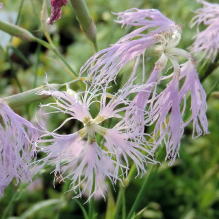 plantes-vivaces-dianthus-superbus-oeillet-superbe-en-vente-pepiniere-lepage-