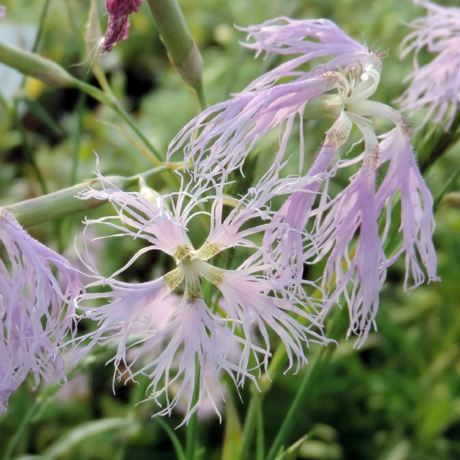 Plantes Vivaces DIANTHUS superbus - Oeillet superbe en vente - Pépinière Lepage .