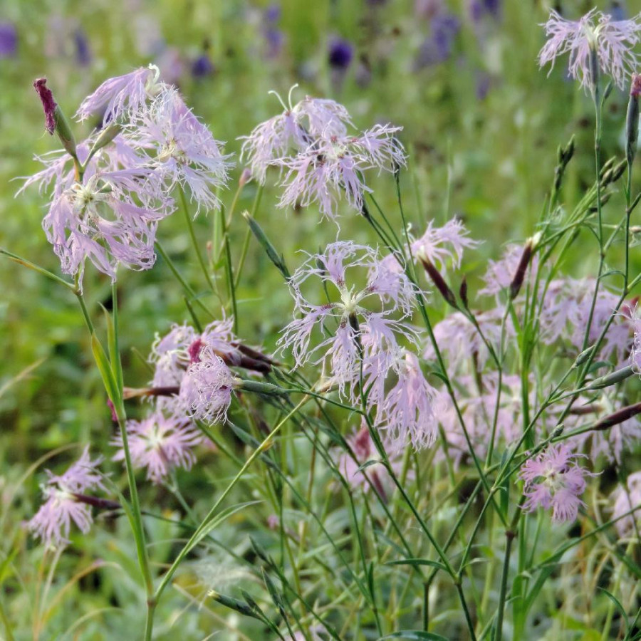 Plantes Vivaces DIANTHUS superbus - Oeillet superbe en vente - Pépinière Lepage .
