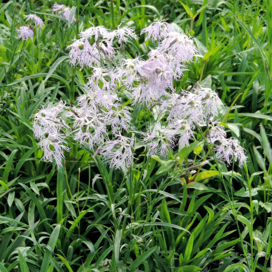 Plantes Vivaces DIANTHUS superbus - Oeillet superbe en vente - Pépinière Lepage .