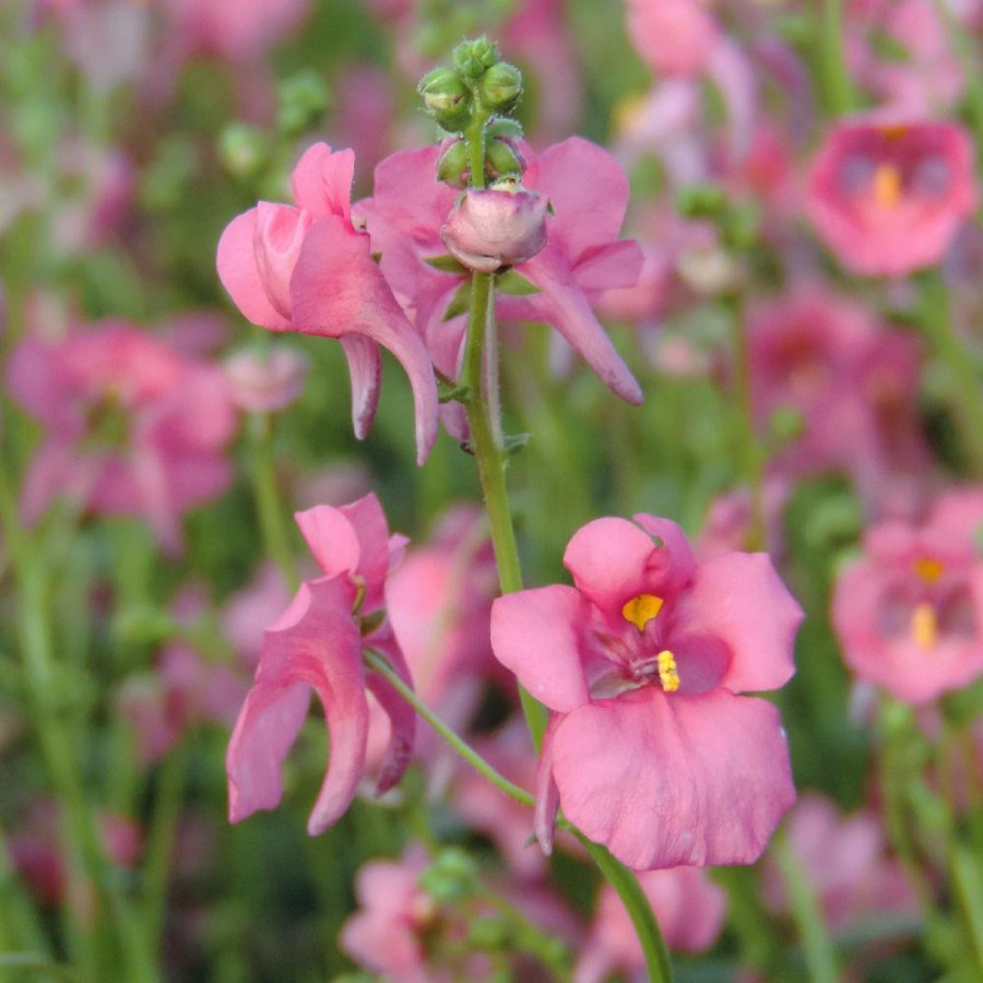 DIASCIA barberae 'Pink Queen'