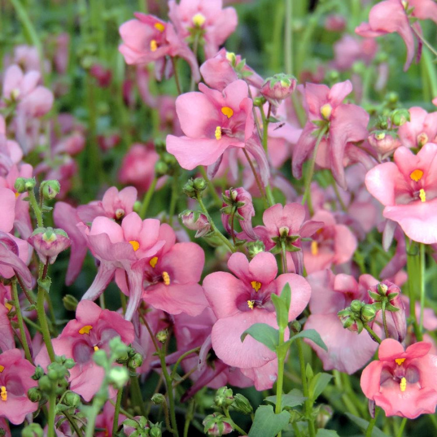 DIASCIA barberae 'Pink Queen'