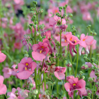 DIASCIA barberae 'Pink Queen'