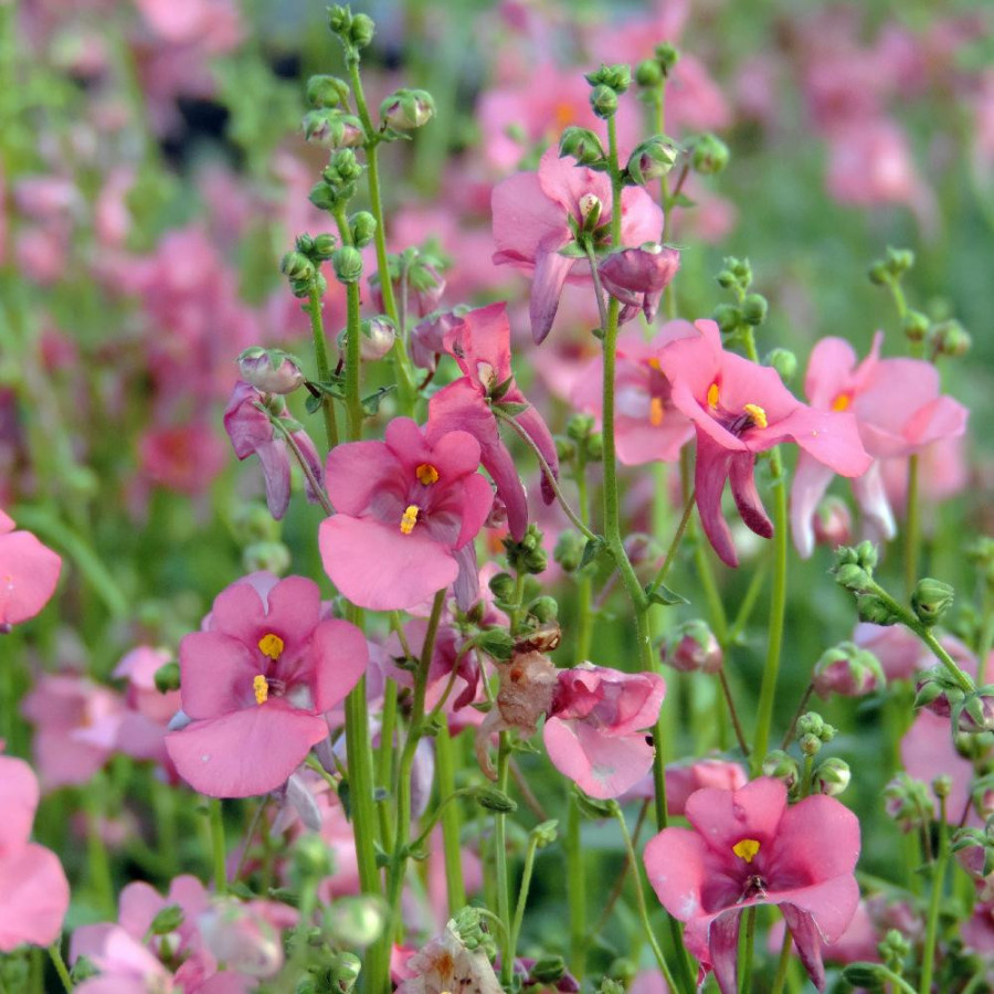 DIASCIA barberae 'Pink Queen'