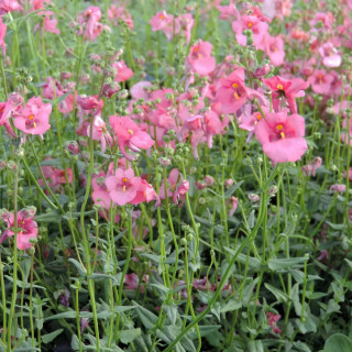 DIASCIA barberae 'Pink Queen'