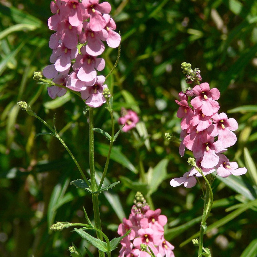 Plantes Vivaces DIASCIA personata en vente - Pépinière Lepage .