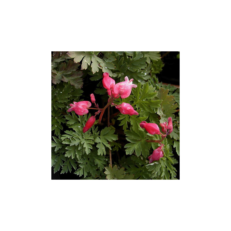 plantes-vivaces-dicentra-formosa-luxuriant-en-vente-pepiniere-lepage-