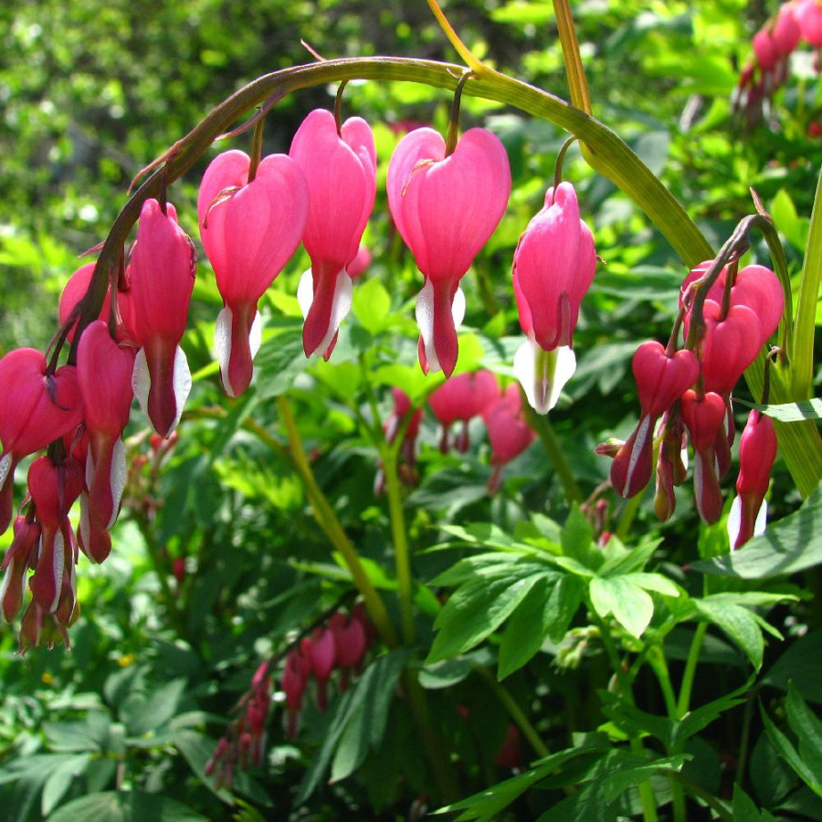 Plantes Vivaces DICENTRA spectabilis - Coeur de Marie en vente - Pépinière Lepage .