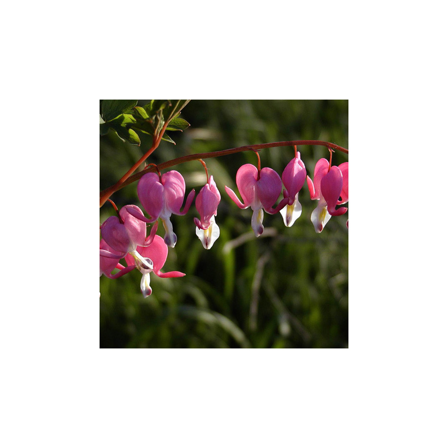 Plantes Vivaces DICENTRA spectabilis - Coeur de Marie en vente - Pépinière Lepage .
