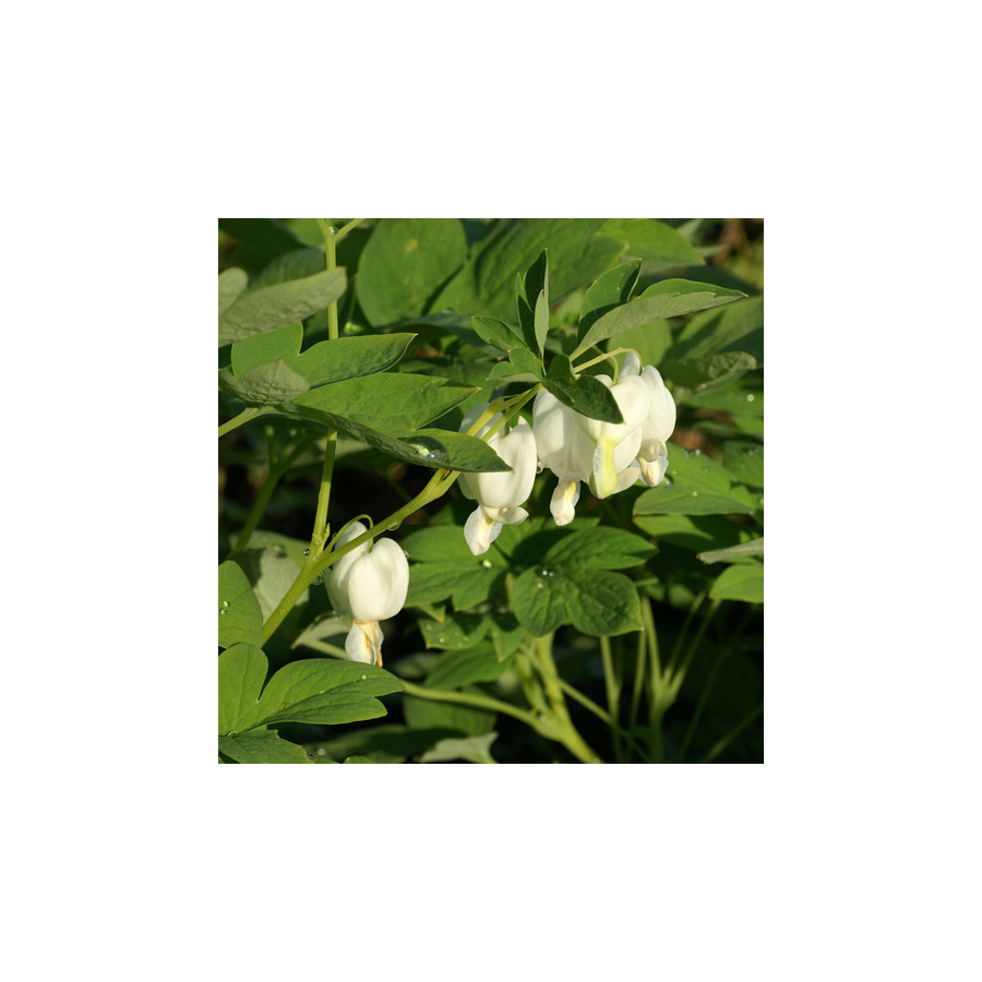 plantes-vivaces-dicentra-spectabilis-alba-coeur-de-marie-en-vente-pepiniere-lepage-