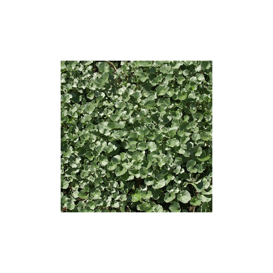 plantes-vivaces-dichondra-repens-en-vente-pepiniere-lepage-