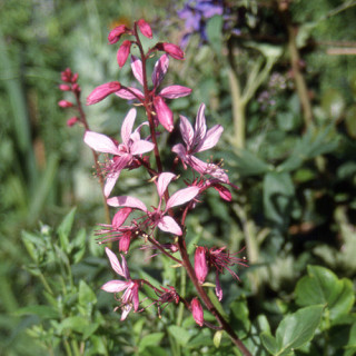 plantes-vivaces-dictamnus-albus-fraxinelle-en-vente-la-plante-aux-eclairs-en-vente-pepiniere-lepage-