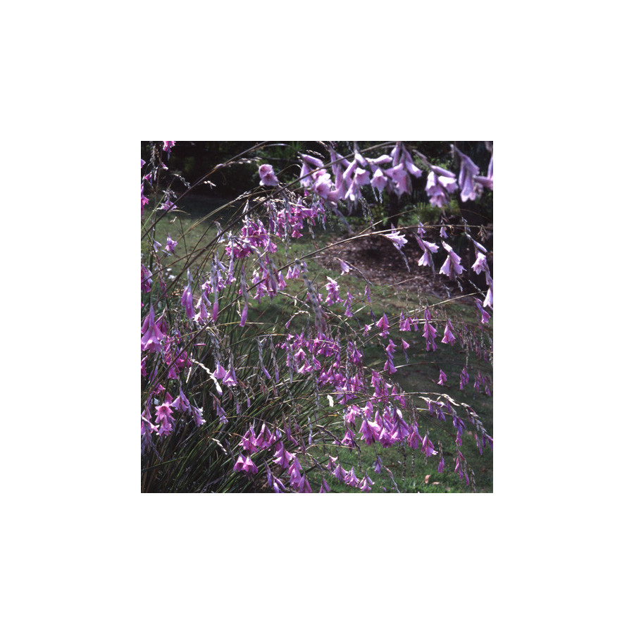 Plantes Vivaces DIERAMA pulcherrimum - Canne à pêche des anges en vente - Pépinière Lepage .