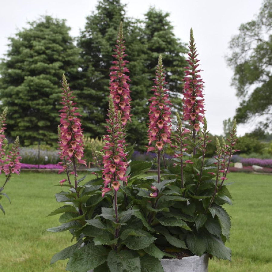 DIGIPLEXIS 'Rising Phoenix' ®