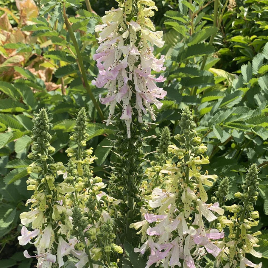 DIGITALIS 'Apple Blossom' ®