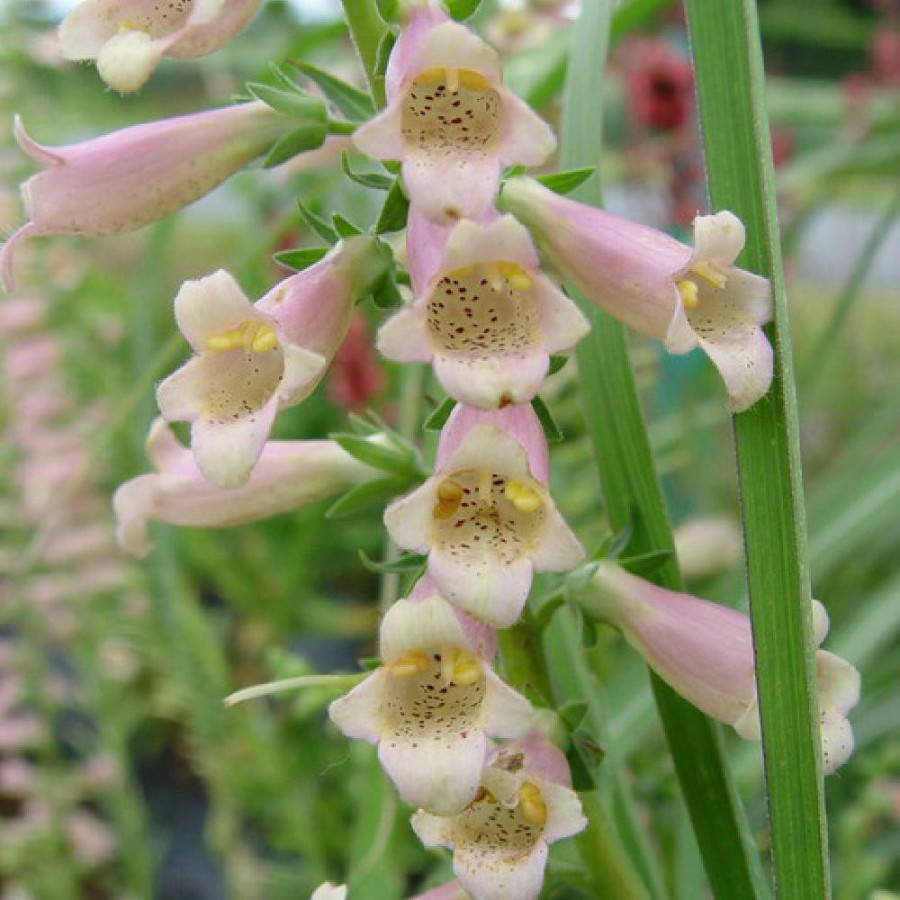 Plantes Vivaces DIGITALIS 'Glory of Roundway' - Digitale en vente - Pépinière Lepage .
