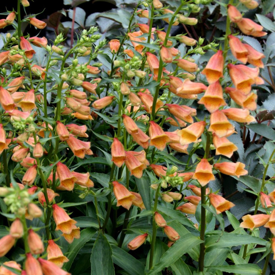 Plantes Vivaces DIGITALIS 'Goldcrest' ® - Digitale en vente - Pépinière Lepage .