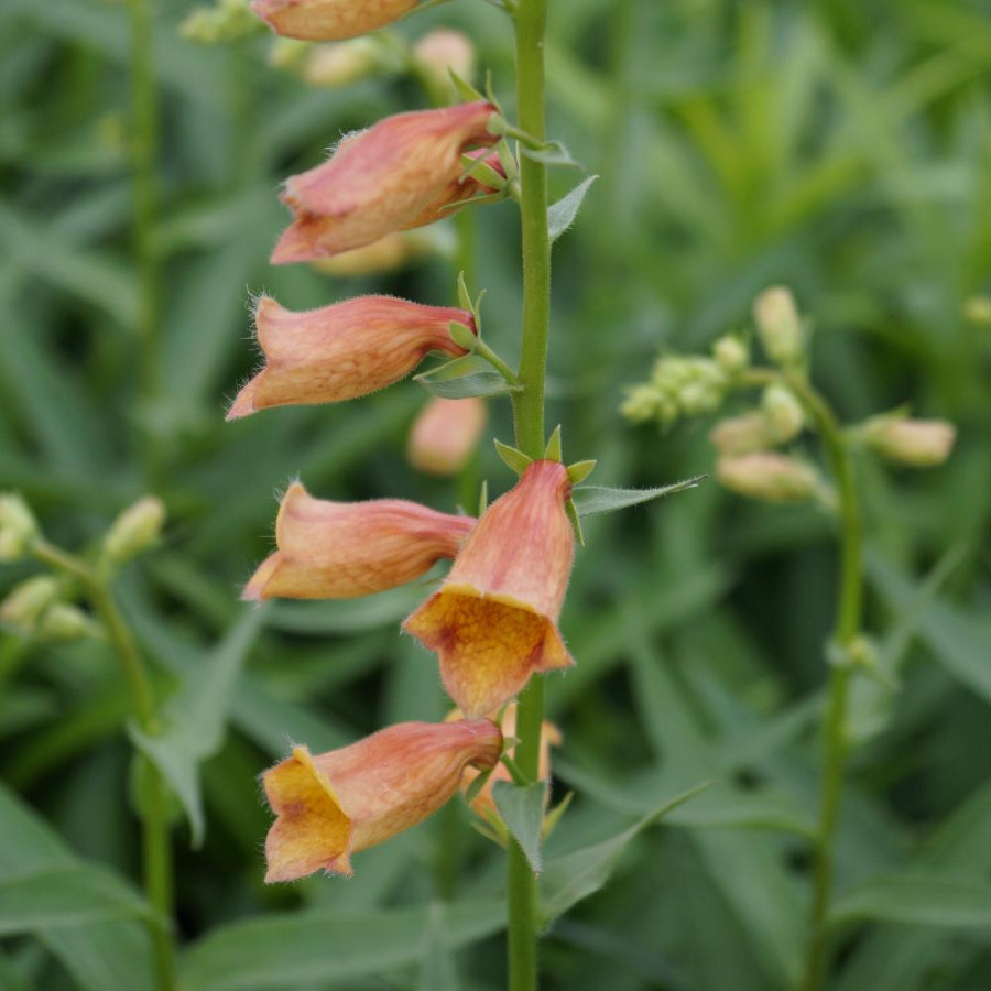 Plantes Vivaces DIGITALIS 'Goldcrest' ® - Digitale en vente - Pépinière Lepage .