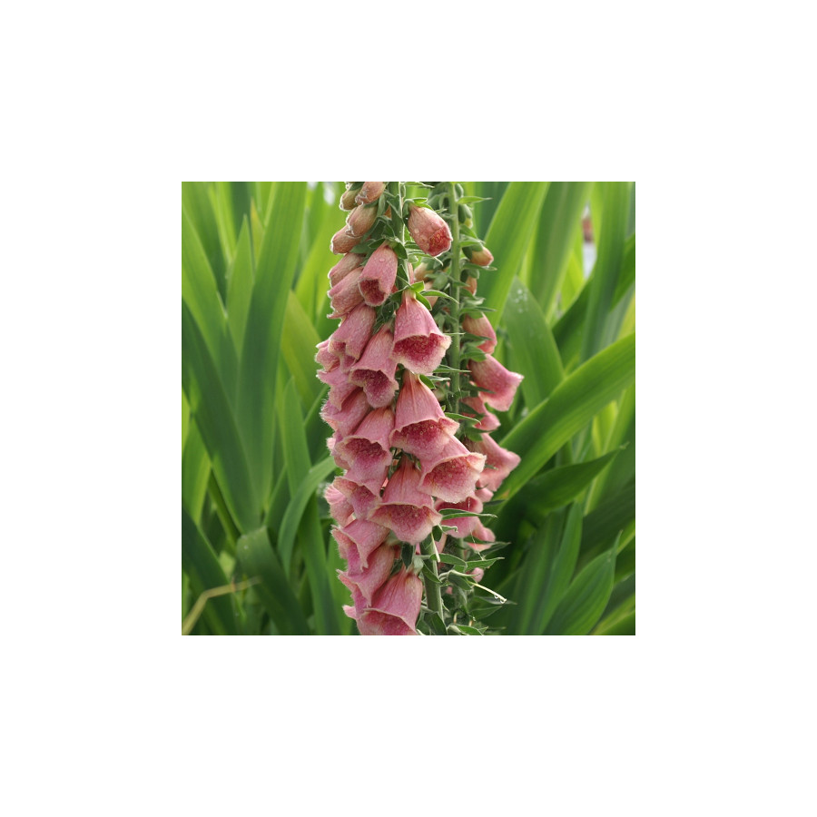 Plantes Vivaces DIGITALIS 'Mertonensis' - Digitale en vente - Pépinière Lepage .