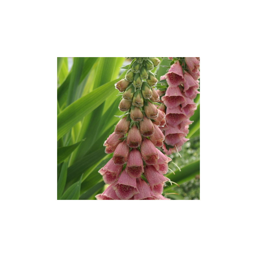 Plantes Vivaces DIGITALIS 'Mertonensis' - Digitale en vente - Pépinière Lepage .