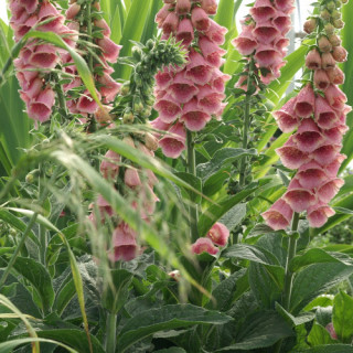 Plantes Vivaces DIGITALIS 'Mertonensis' - Digitale en vente - Pépinière Lepage .