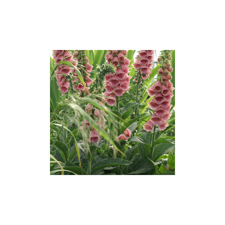 Plantes Vivaces DIGITALIS 'Mertonensis' - Digitale en vente - Pépinière Lepage .