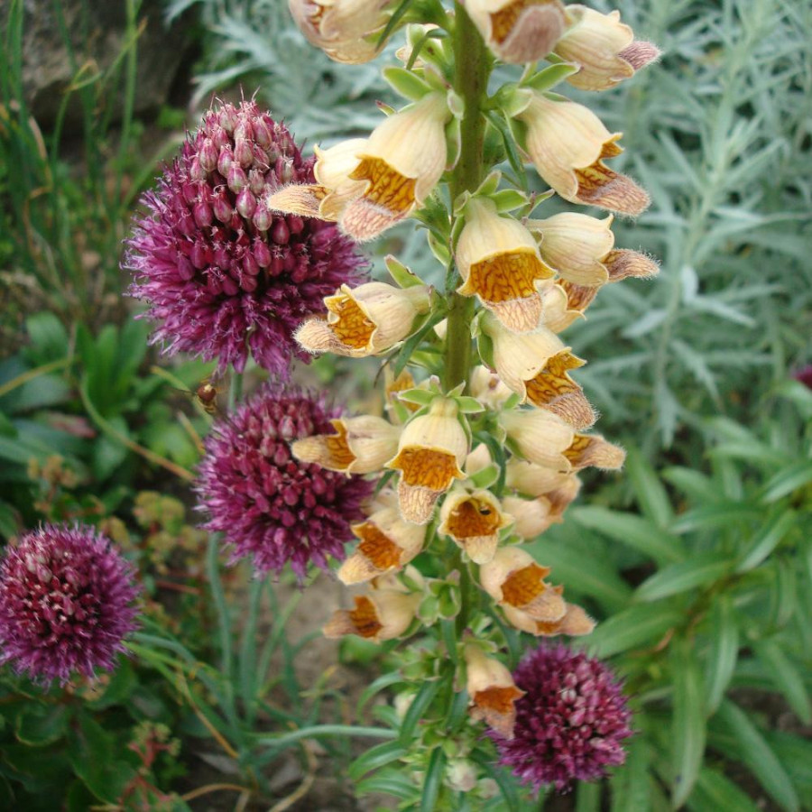 Plantes Vivaces DIGITALIS ferruginea - Digitale en vente - Pépinière Lepage .