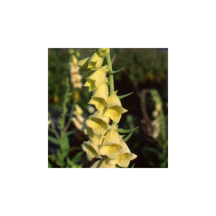 Plantes Vivaces DIGITALIS grandiflora (ambigua) - Digitale en vente - Pépinière Lepage .