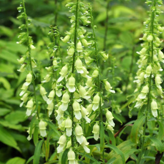 plantes-vivaces-digitalis-laevigata-f-alba-digitale-grecque-en-vente-pepiniere-lepage-