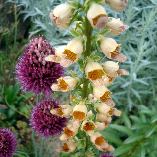 plantes-vivaces-digitalis-lanata-digitale-laineuse-en-vente-pepiniere-lepage-